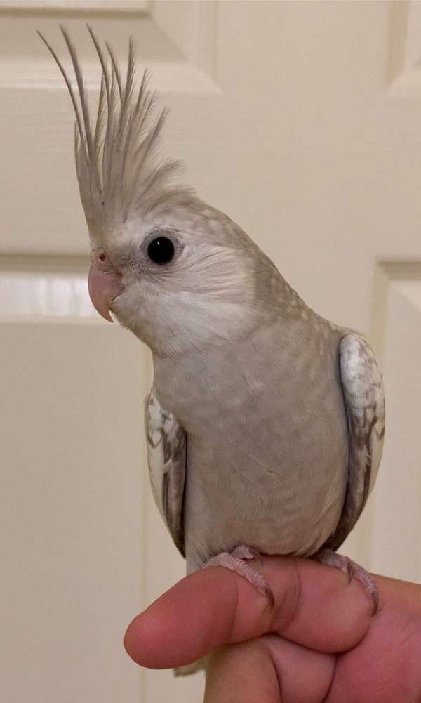 pearl-white-parrotlet-for-sale