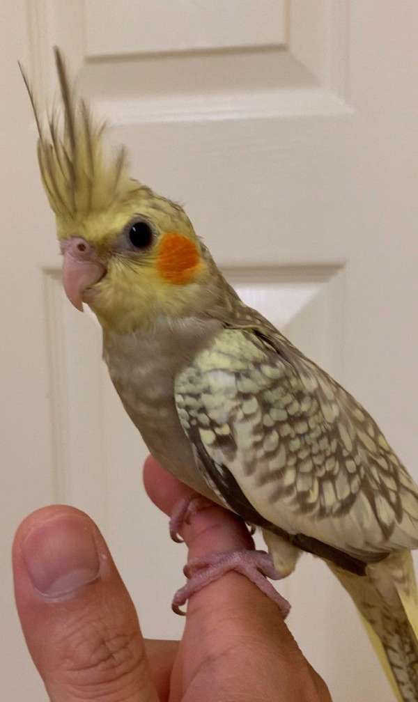 parrotlet-for-sale-in-gaithersburg-md