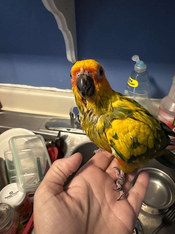 bird-for-sale-in-madison-oh