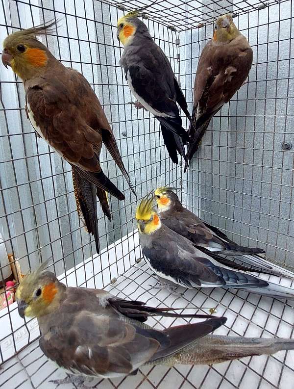 cockatiel-for-sale
