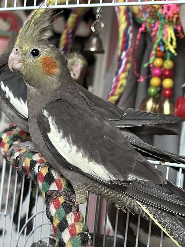 cockatiel-for-sale