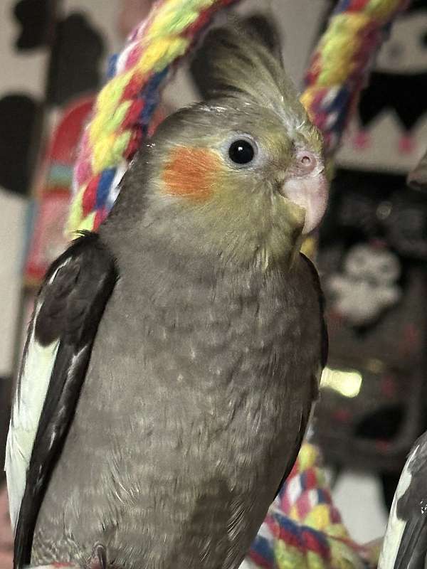 cockatiel-for-sale