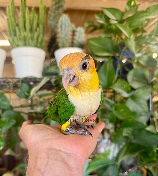 black-white-bird-for-sale-in-willcox-az