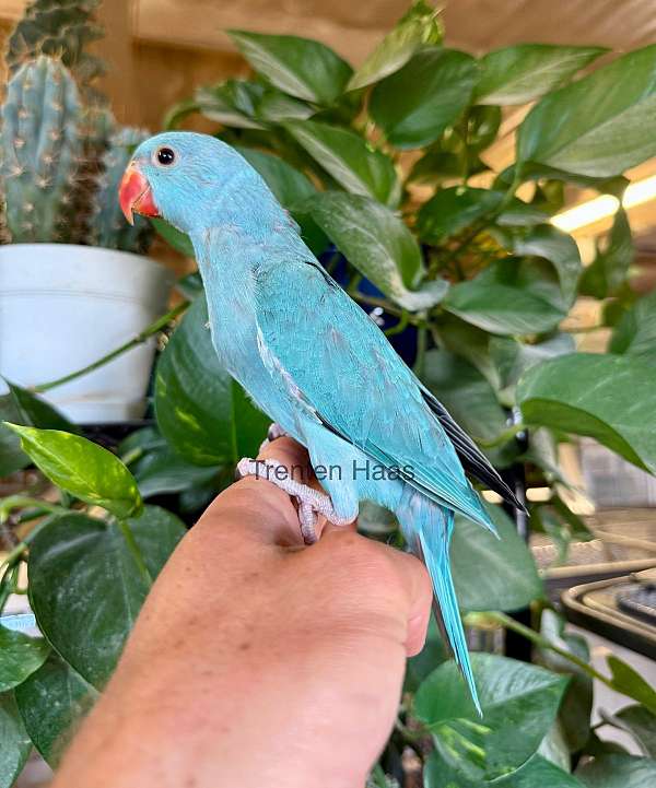 ringneck-parakeet-for-sale-in-willcox-az