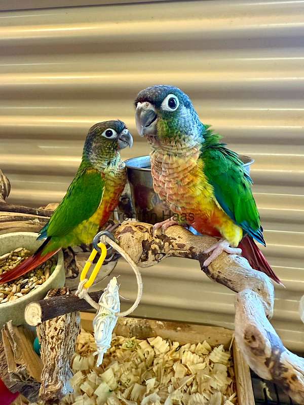 conure-green-cheek-conure-for-sale-in-willcox-az