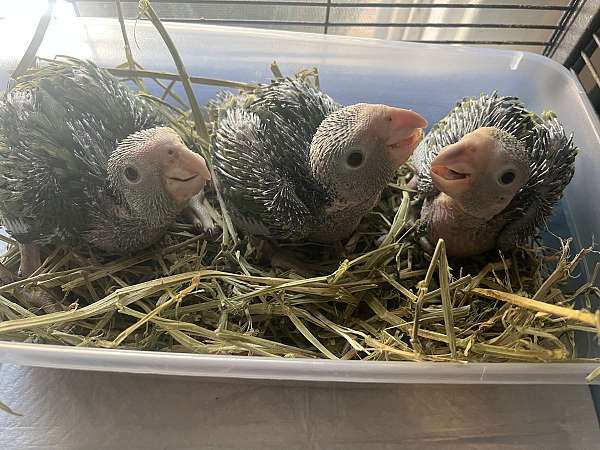 amazon-parrot-for-sale-in-altadena-ca