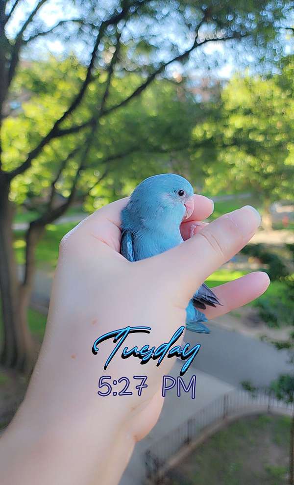pacific-parrotlet-for-sale
