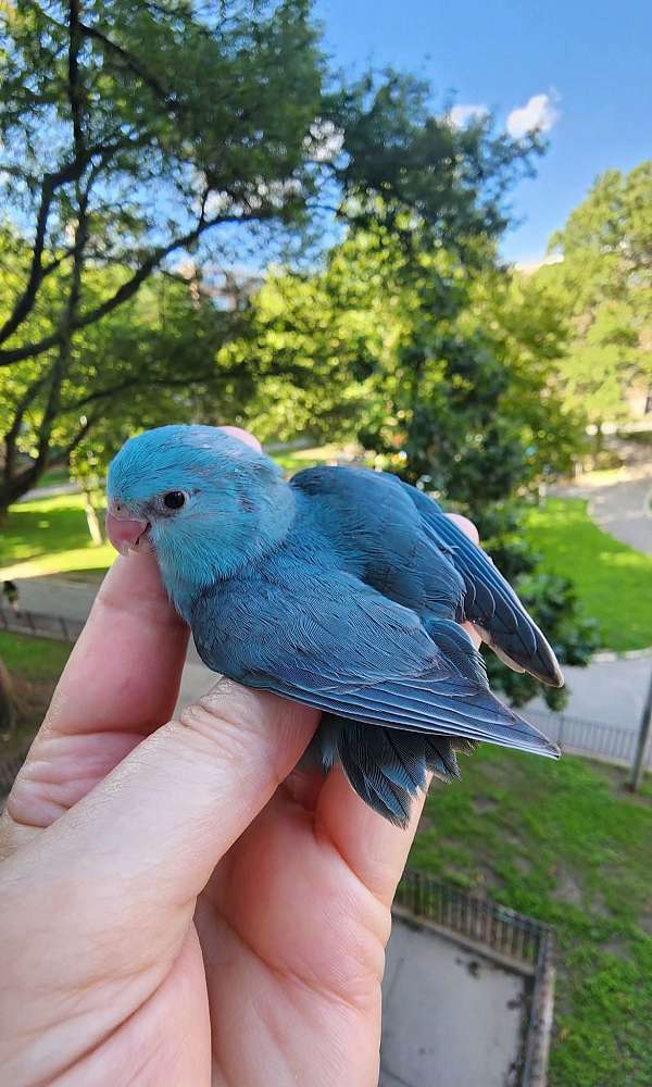 pacific-parrotlet-for-sale