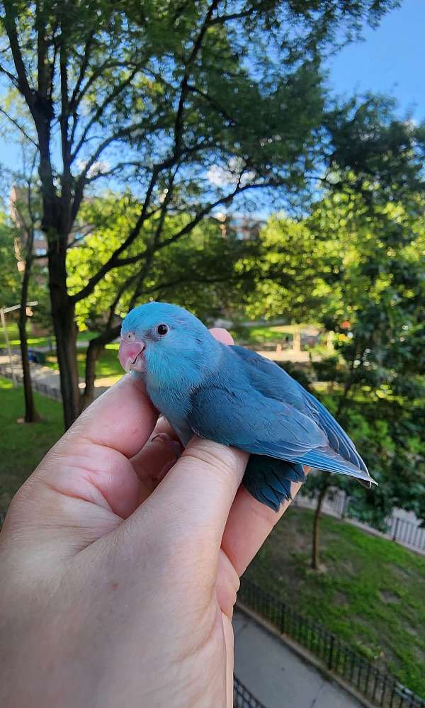 pacific-parrotlet-for-sale