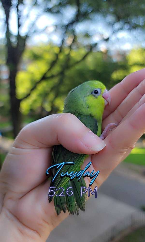 pacific-parrotlet-for-sale