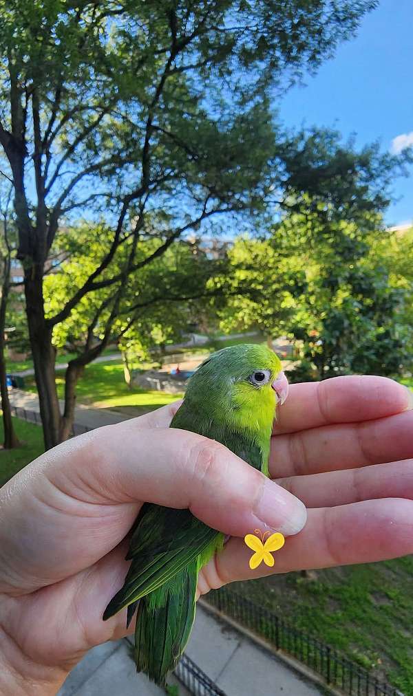 pacific-parrotlet-for-sale