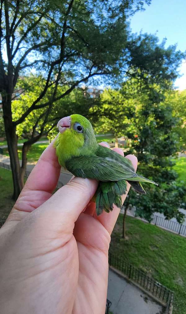 pacific-parrotlet-for-sale
