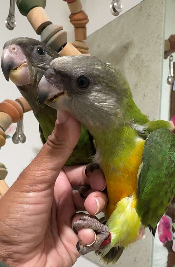 brown-eclectus-parrots-for-sale