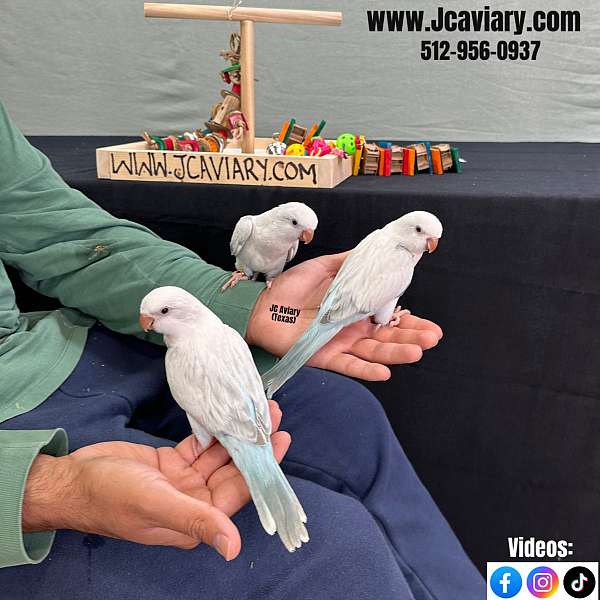 quaker-parrots-for-sale