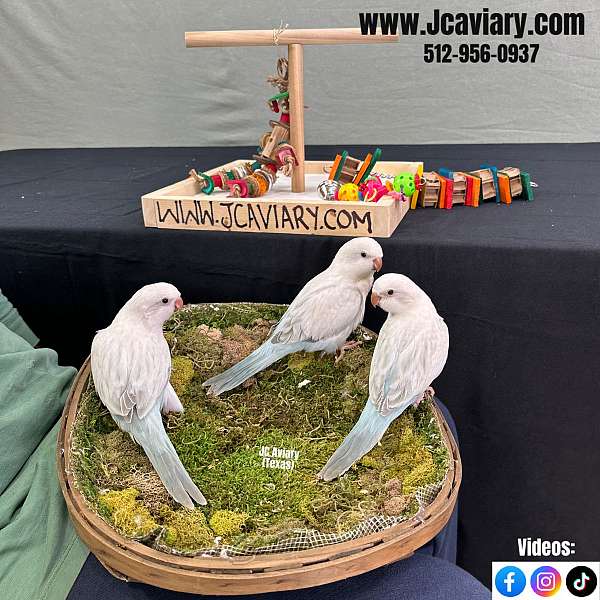 blue-white-quaker-parrots-for-sale