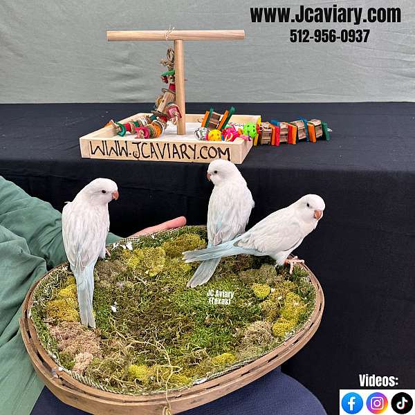 quaker-parrots-for-sale-in-austin-tx