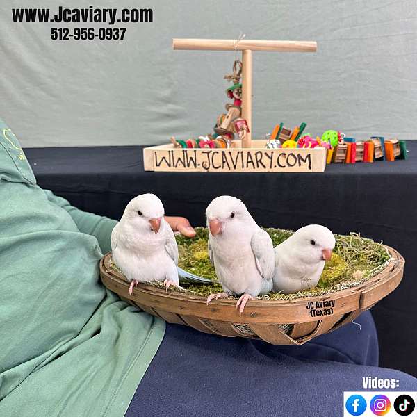 blue-white-bird-for-sale