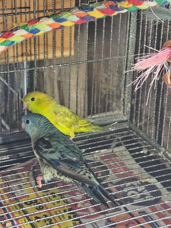 lineolated-parakeet-for-sale-in-bradford-pa