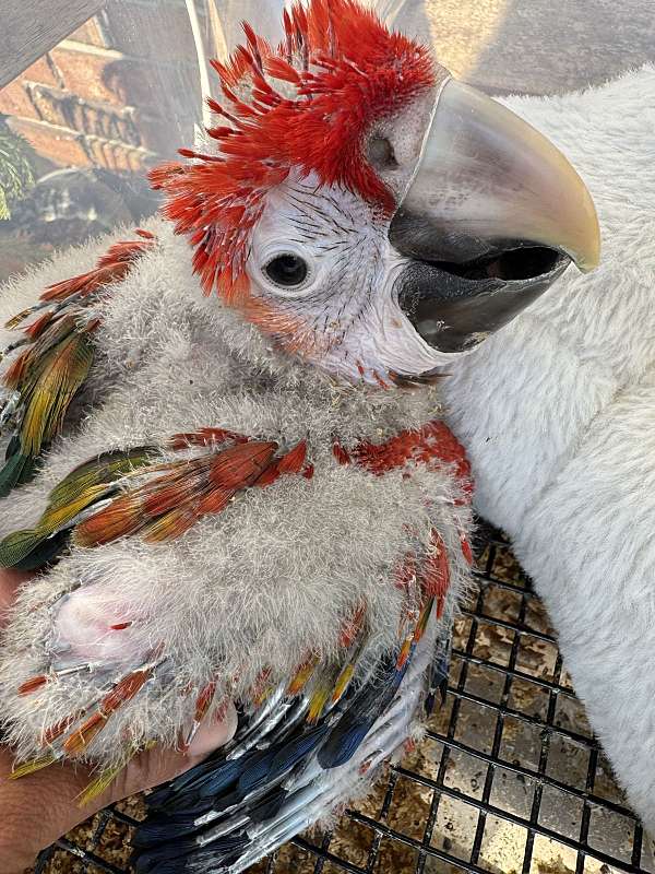 gold-pionus-parrots-for-sale