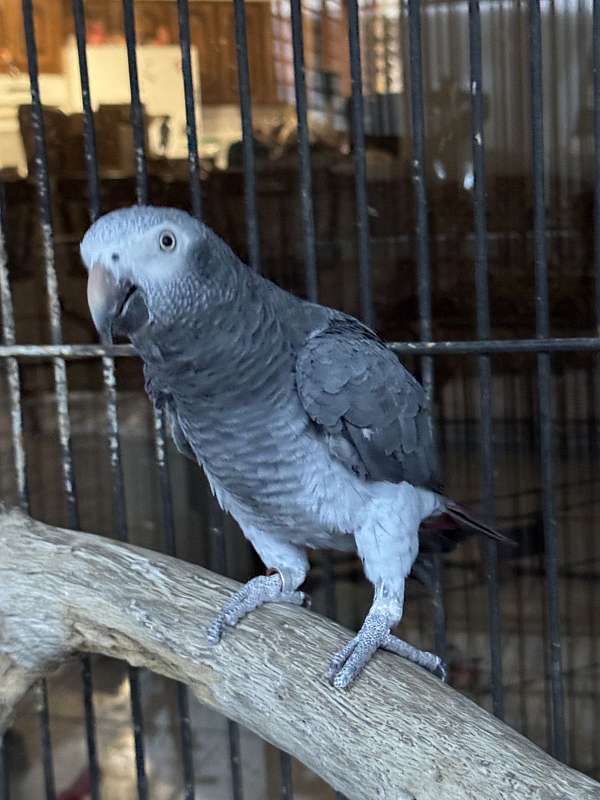 timneh-african-grey-parrot-for-sale