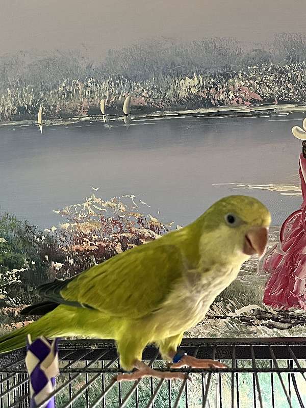 quaker-parrots-for-sale-in-avon-in