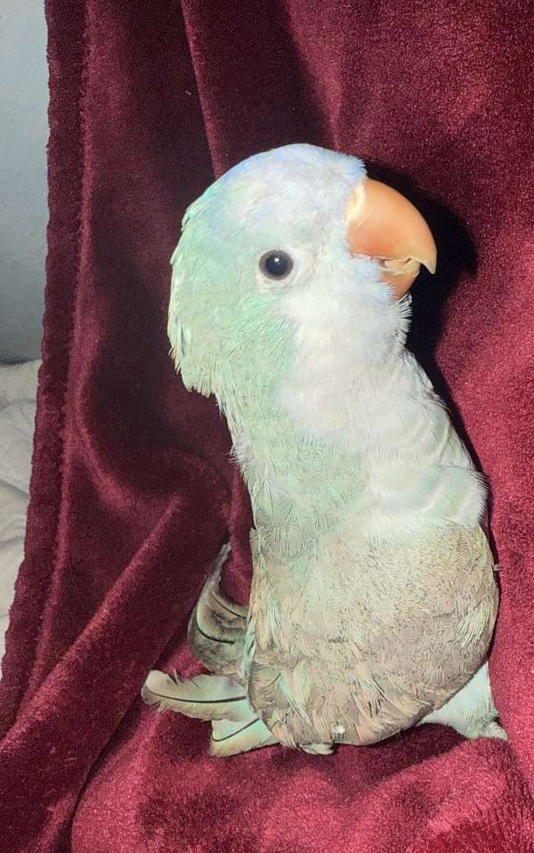 female-conure-parrot-for-sale
