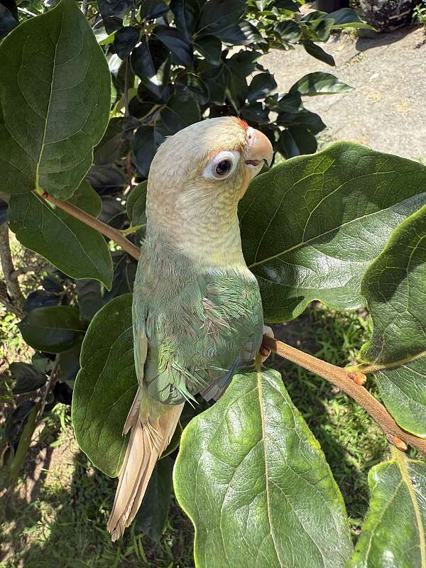 conure-for-sale