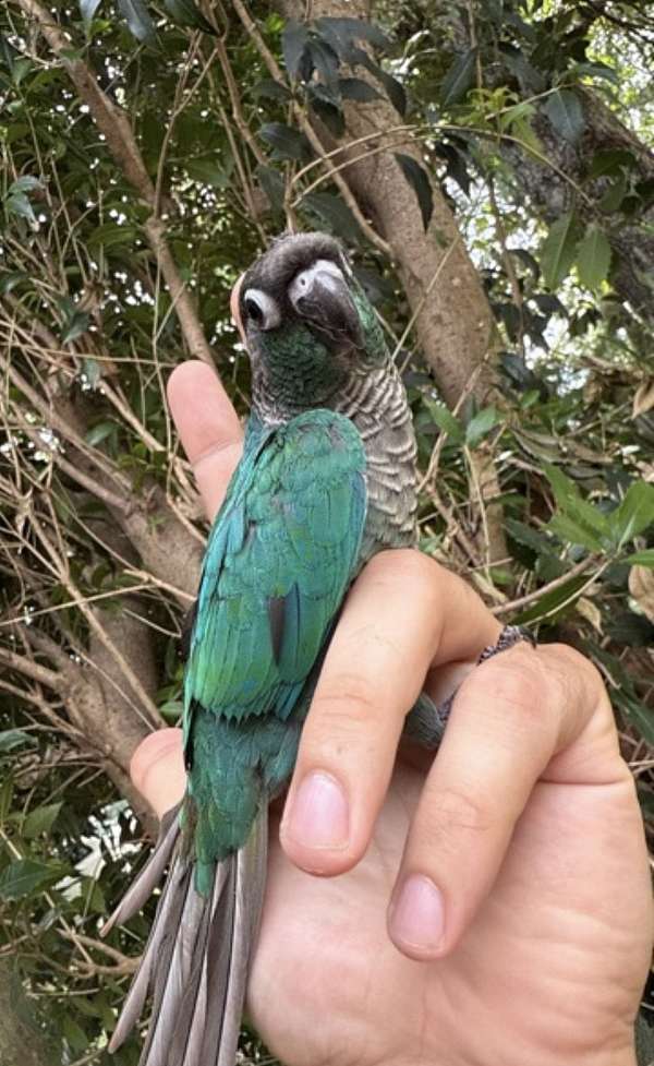 conure-for-sale