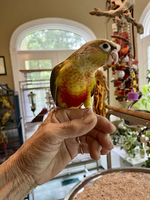 conure-green-cheek-conure-for-sale-in-fuquay-varina-nc