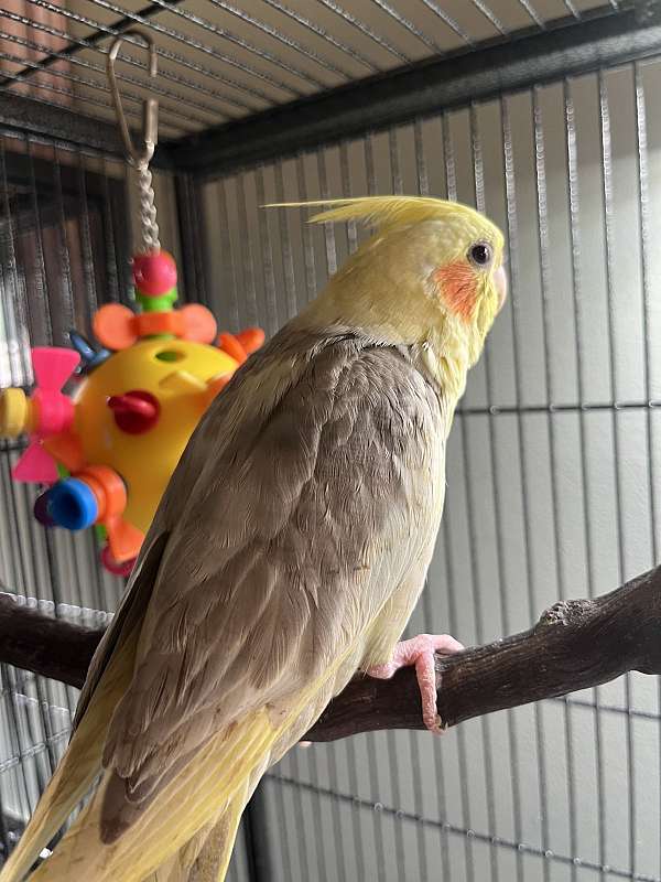 cockatiel-for-sale-in-avon-in