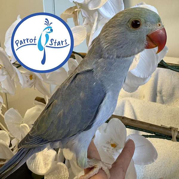 ringneck-parakeet-for-sale