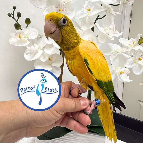 golden-conure-for-sale
