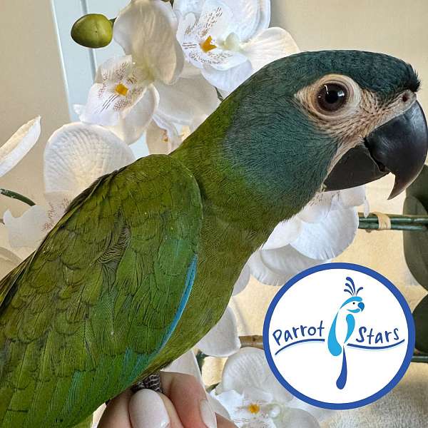 macaw-for-sale