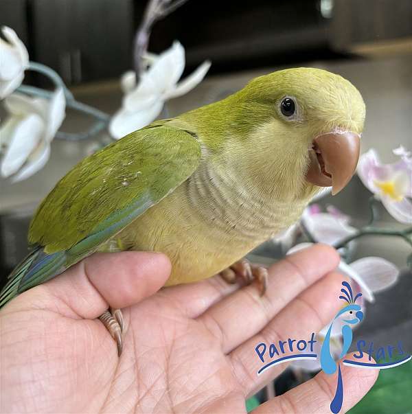 quaker-parrots-for-sale