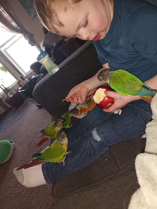 conure-for-sale-in-lockport-il