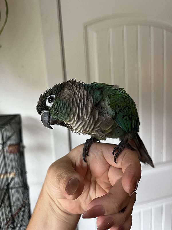 bird-for-sale-in-mocksville-nc