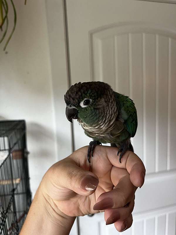 adult-bird-for-sale-in-mocksville-nc