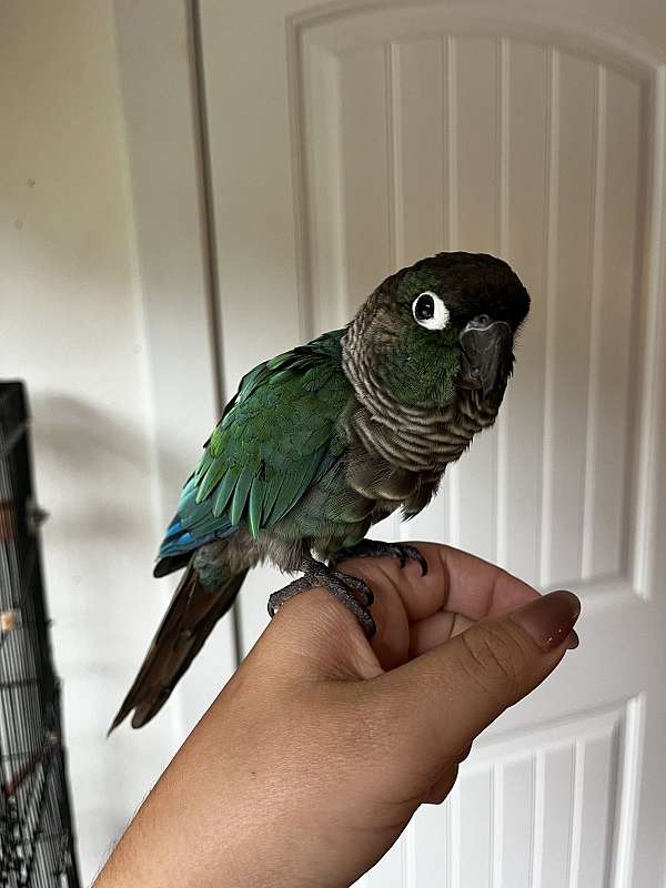 conure-for-sale-in-mocksville-nc