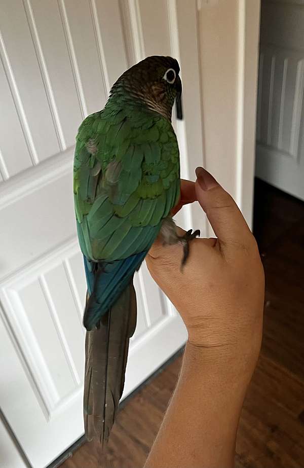 conure-green-cheek-conure-for-sale-in-mocksville-nc