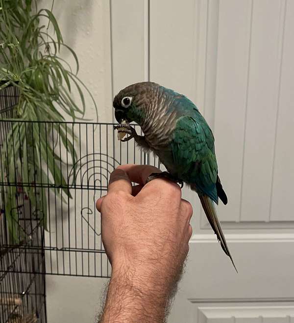 green-bird-for-sale-in-mocksville-nc