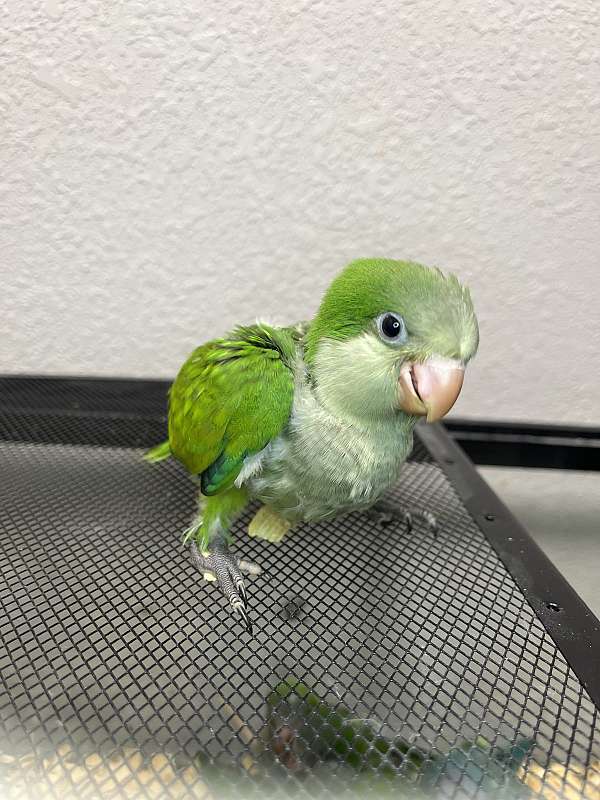 quaker-parrots-for-sale-in-thonotosassa-fl