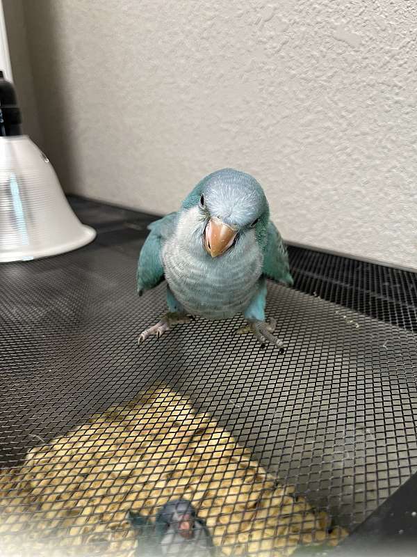 blue-bird-for-sale-in-thonotosassa-fl