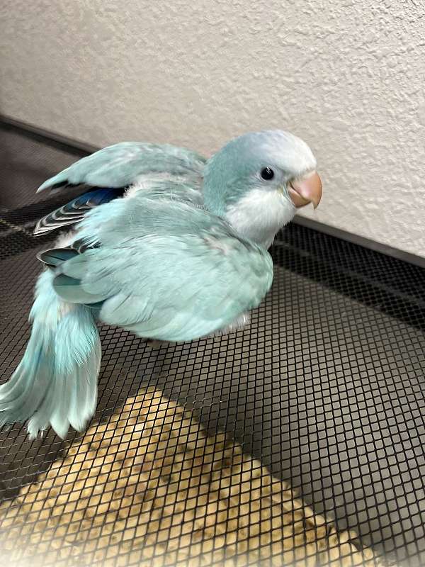 bird-for-sale-in-thonotosassa-fl