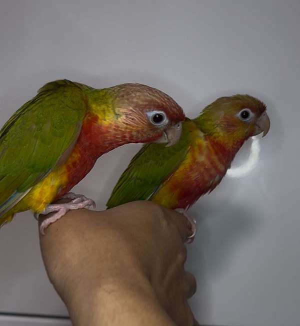green-cheek-conure-for-sale-in-thonotosassa-fl