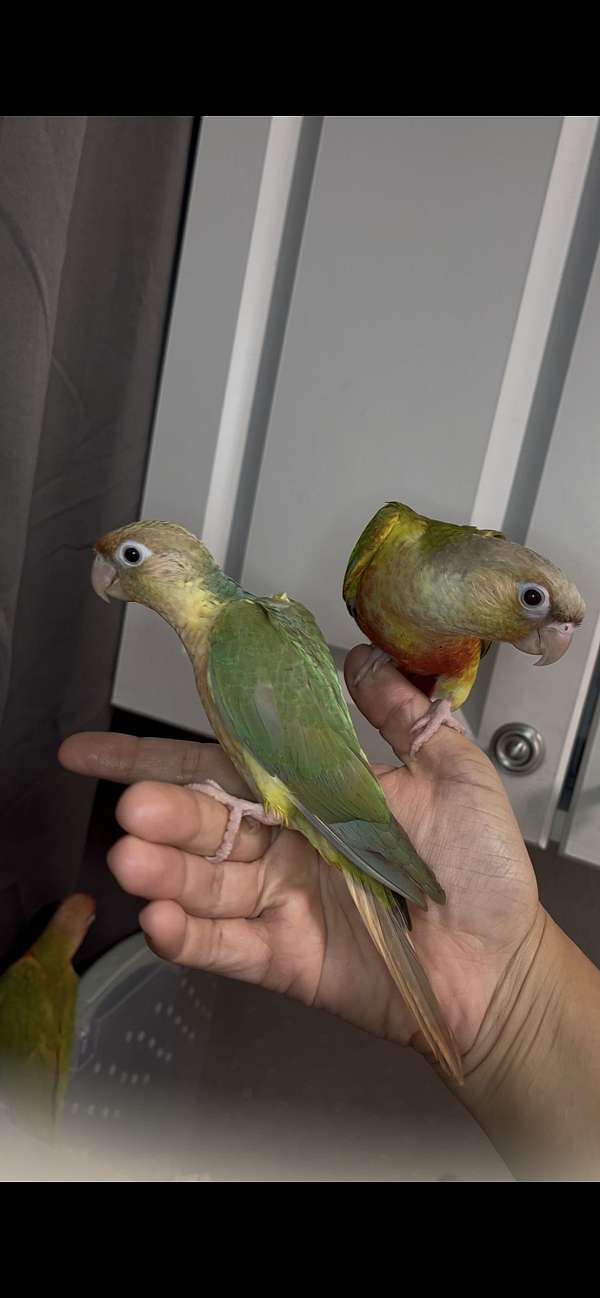 young-bird-for-sale-in-thonotosassa-fl
