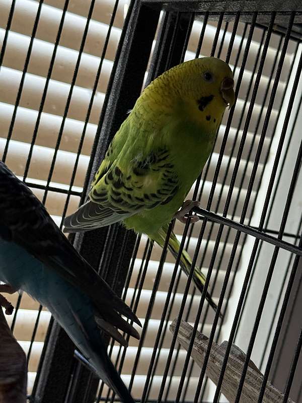 parakeet-for-sale