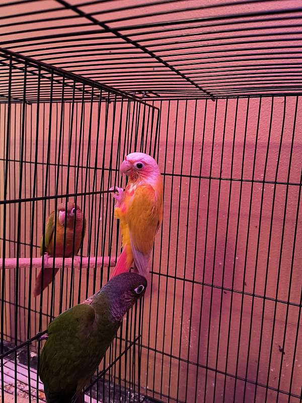 conure-for-sale