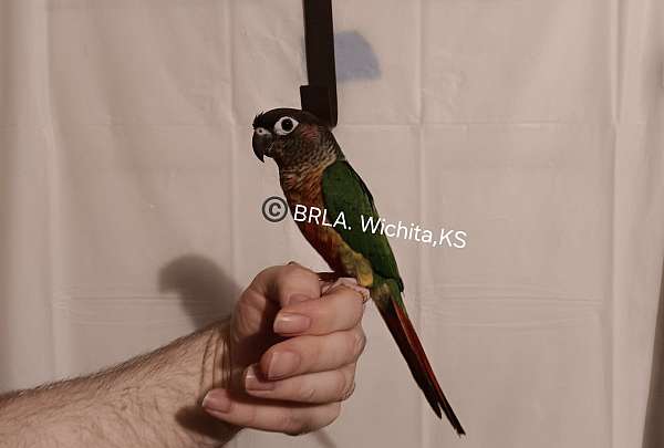 conure-for-sale