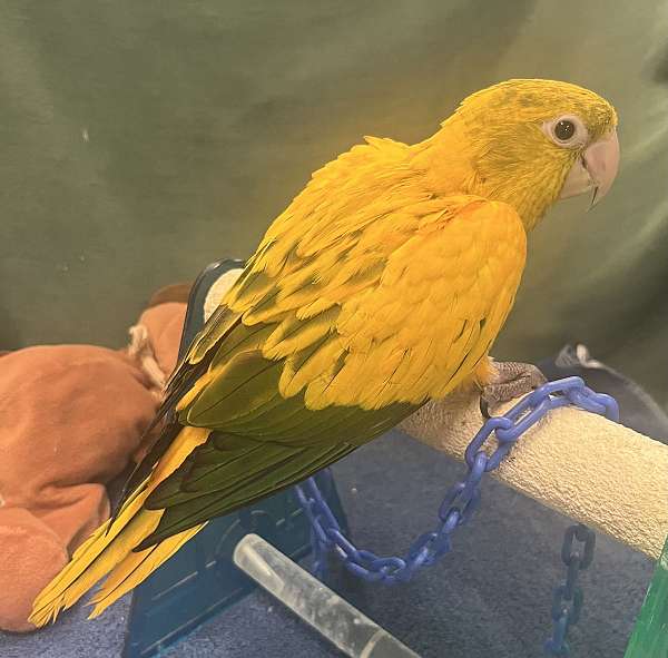 golden-conure-for-sale-in-dundee-fl