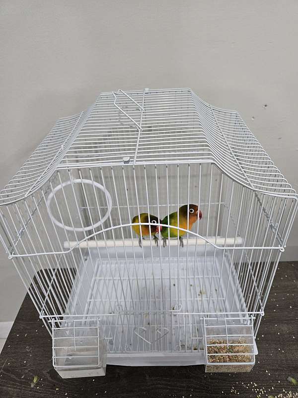 lovebird-for-sale